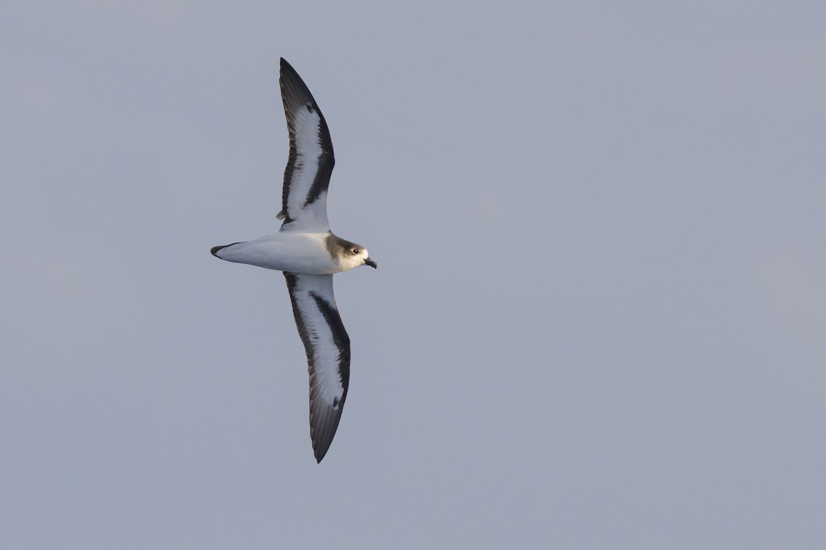 bermudapetrell - ML645884072