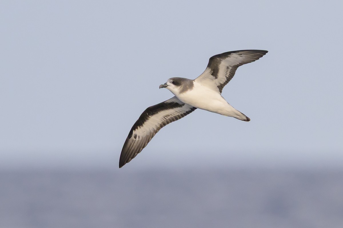 bermudapetrell - ML645884073