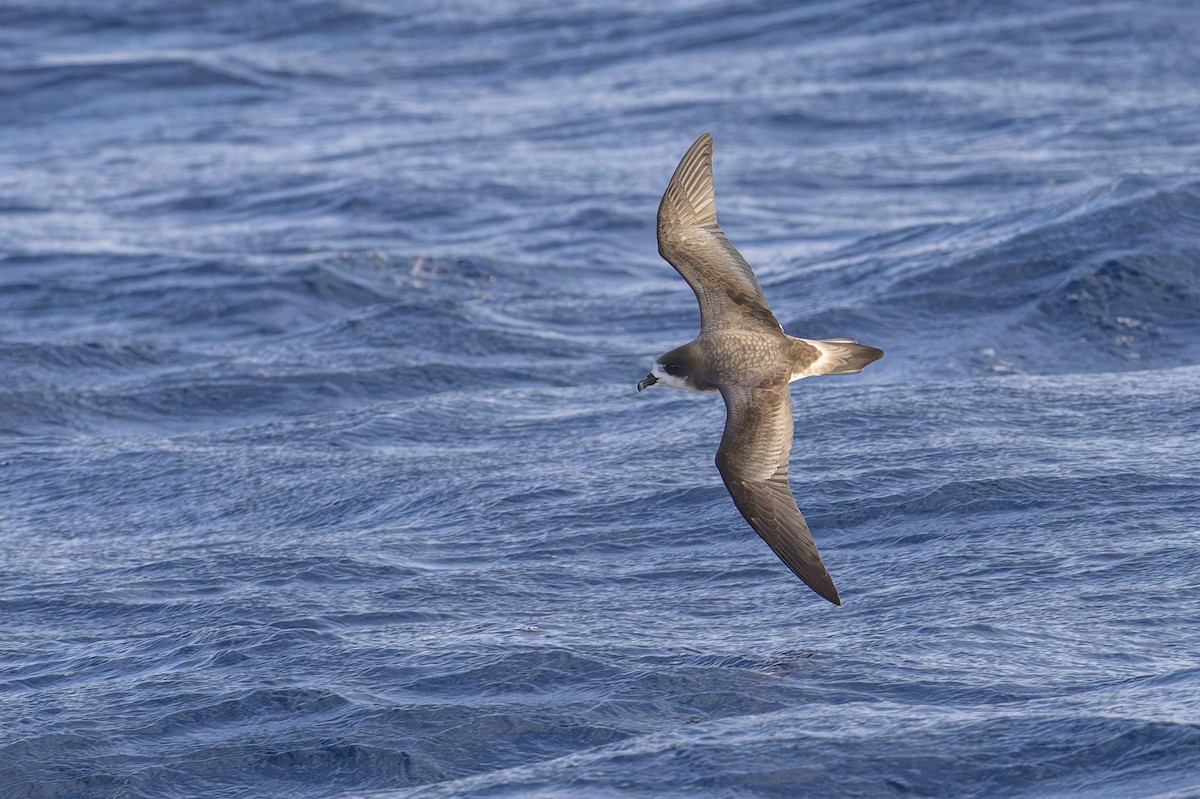 bermudapetrell - ML645884074