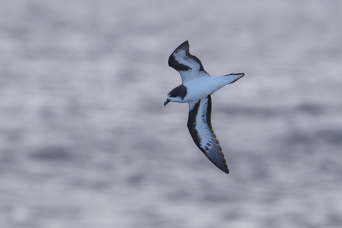 bermudapetrell - ML645884075