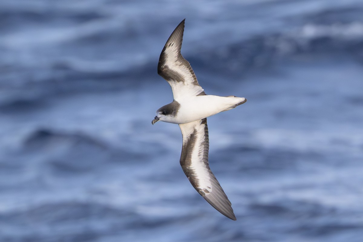 bermudapetrell - ML645884076