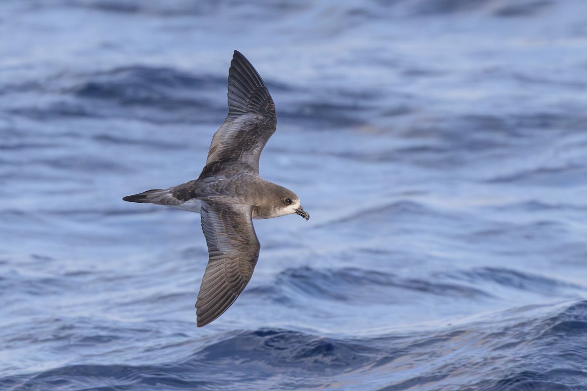 bermudapetrell - ML645884077