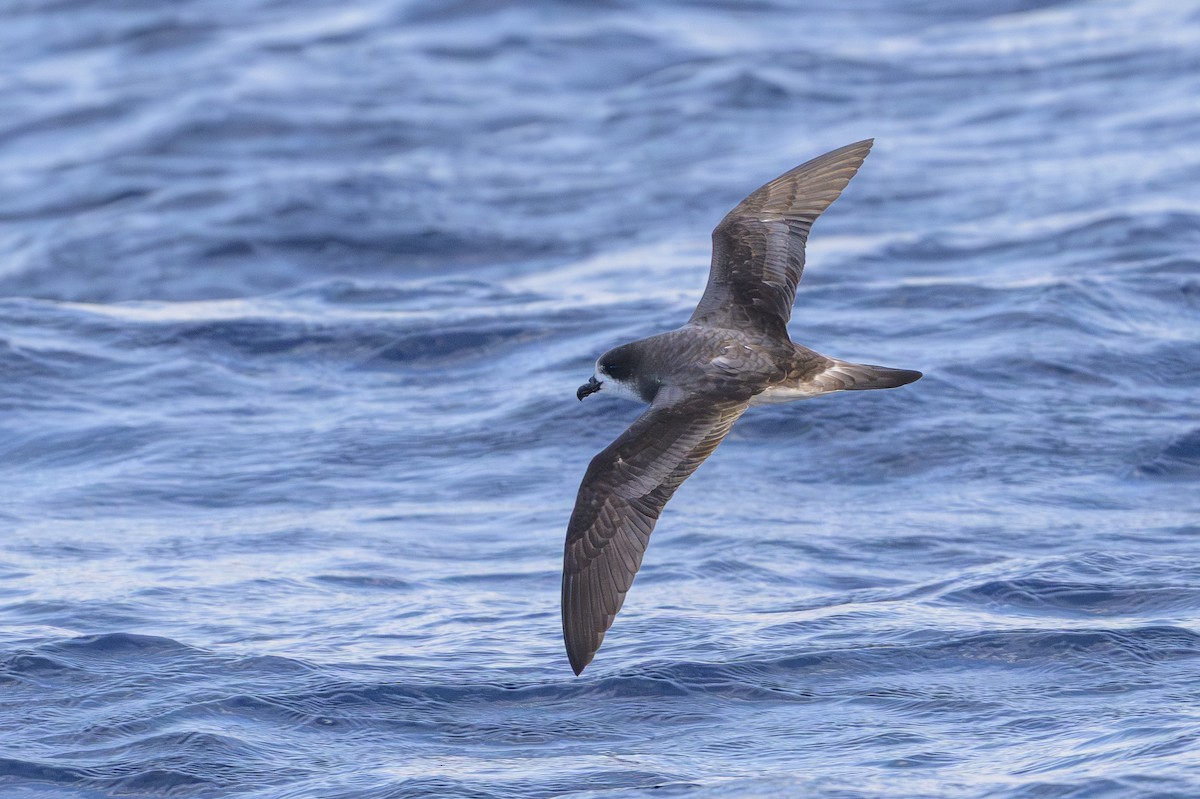 bermudapetrell - ML645884078