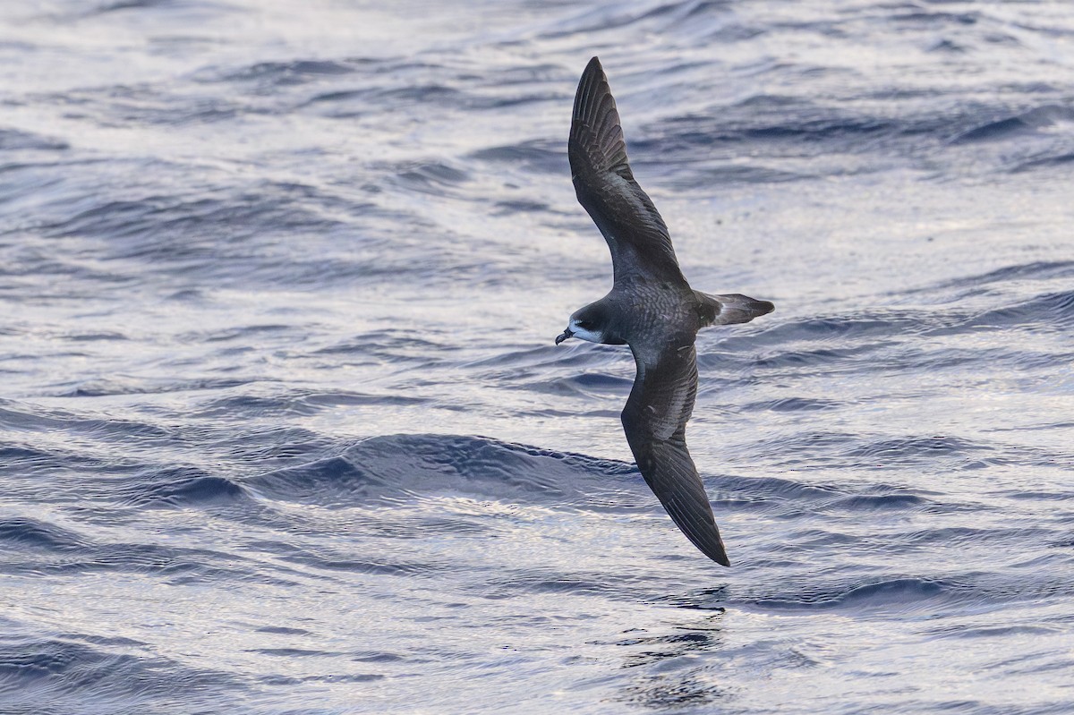 bermudapetrell - ML645884079