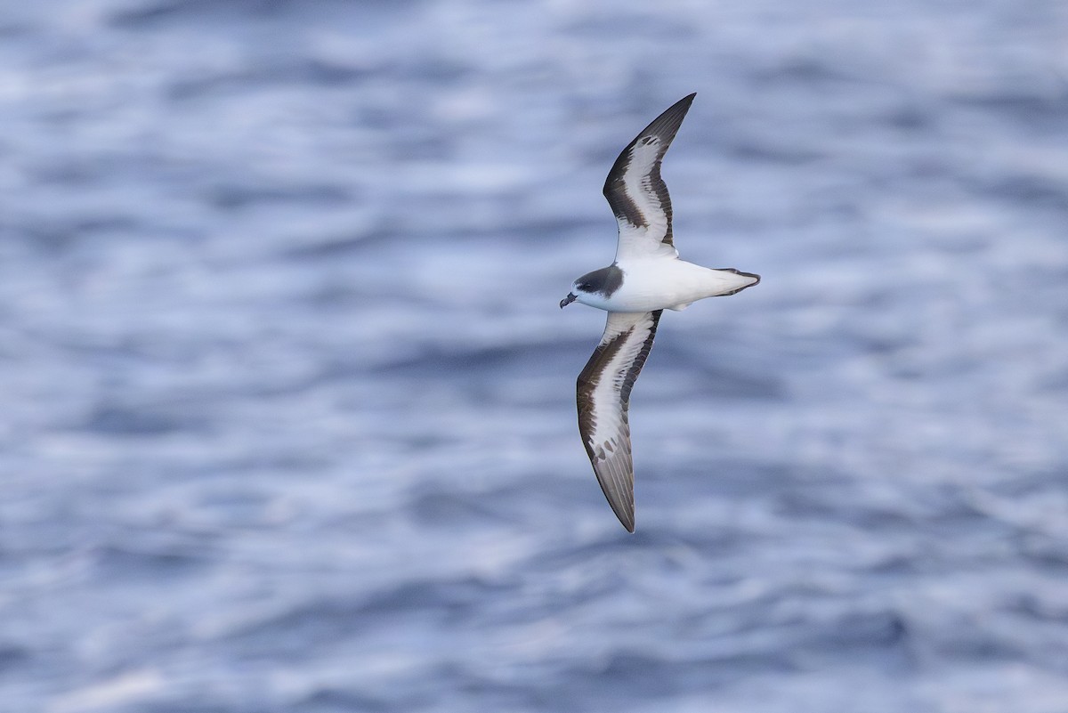 bermudapetrell - ML645884080