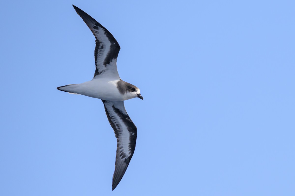 bermudapetrell - ML645884081