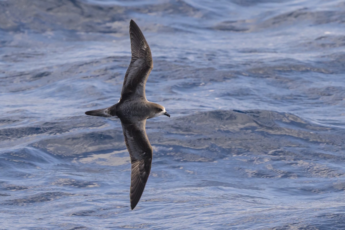 bermudapetrell - ML645884082