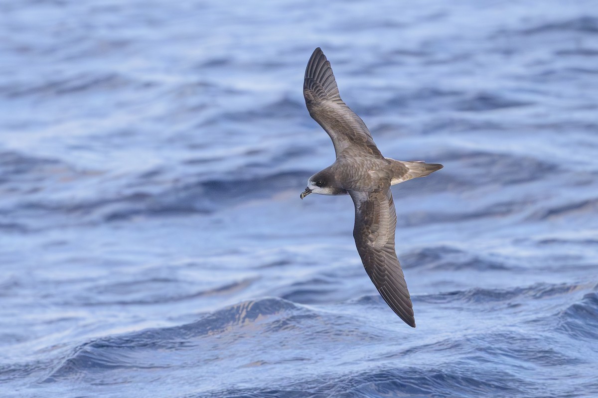 bermudapetrell - ML645884083