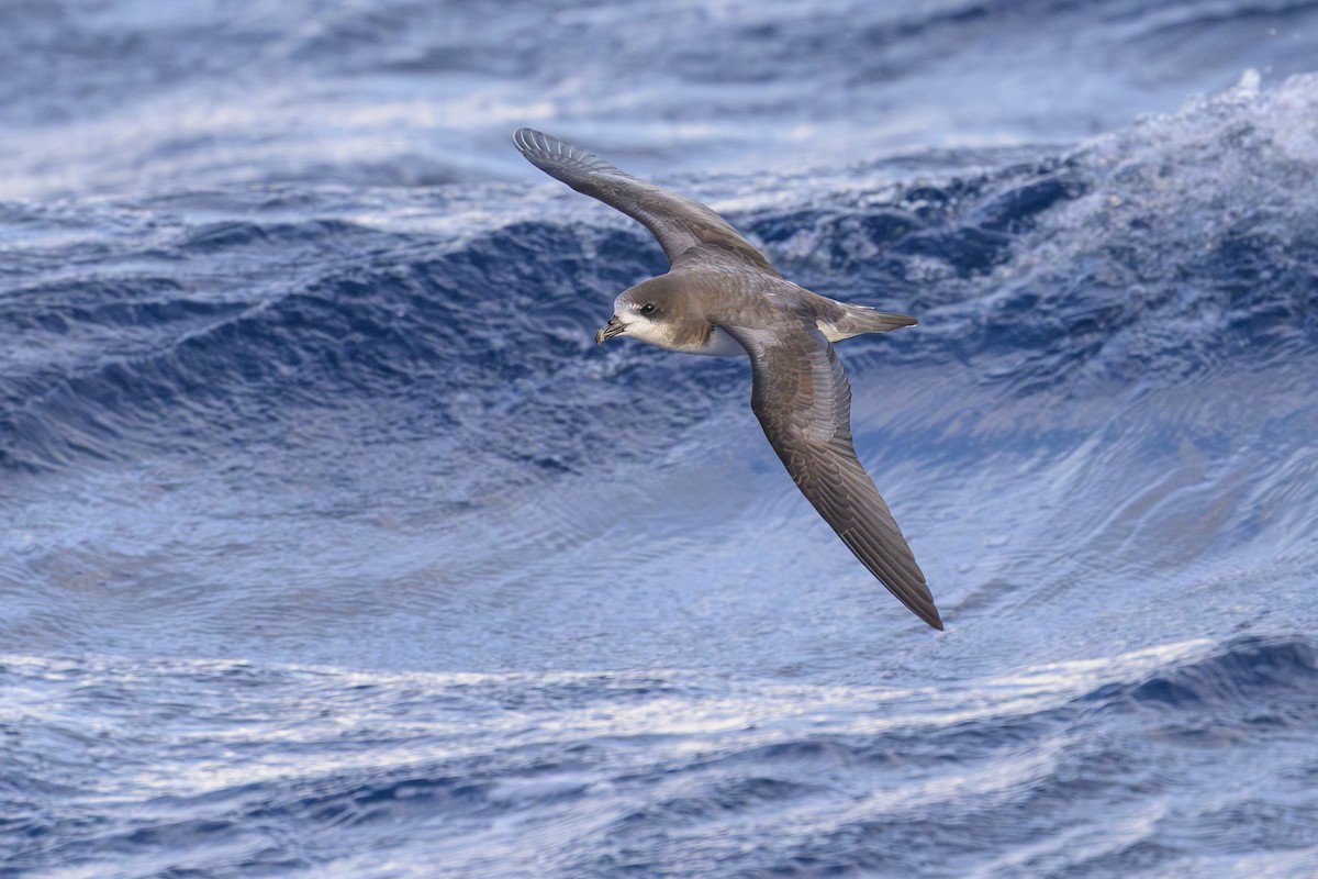 bermudapetrell - ML645884084