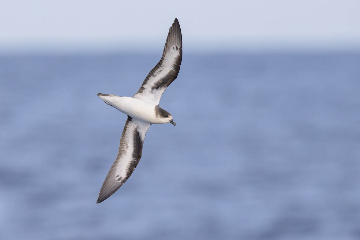 bermudapetrell - ML645884085