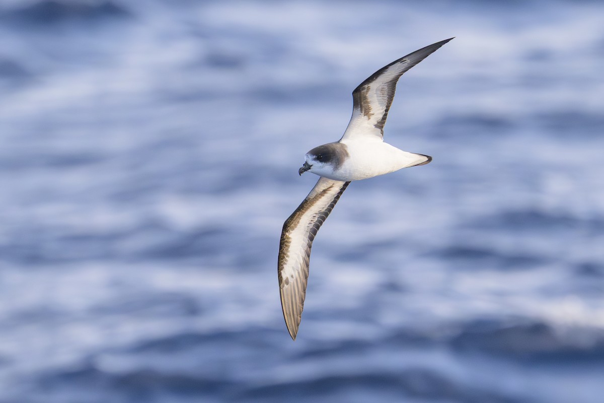 bermudapetrell - ML645884086