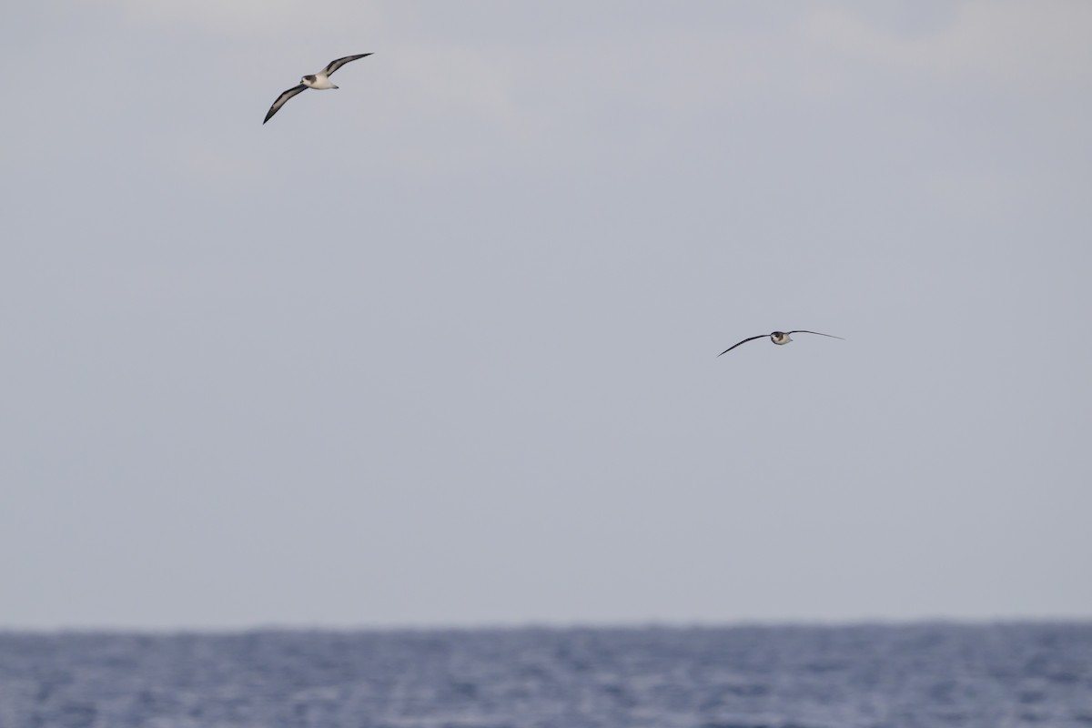 bermudapetrell - ML645884087