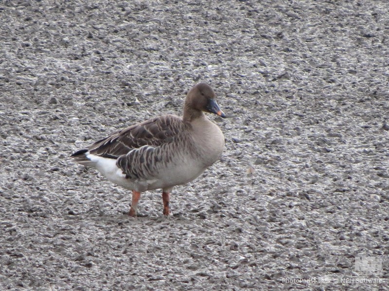 Taiga Bean-Goose - ML645884088