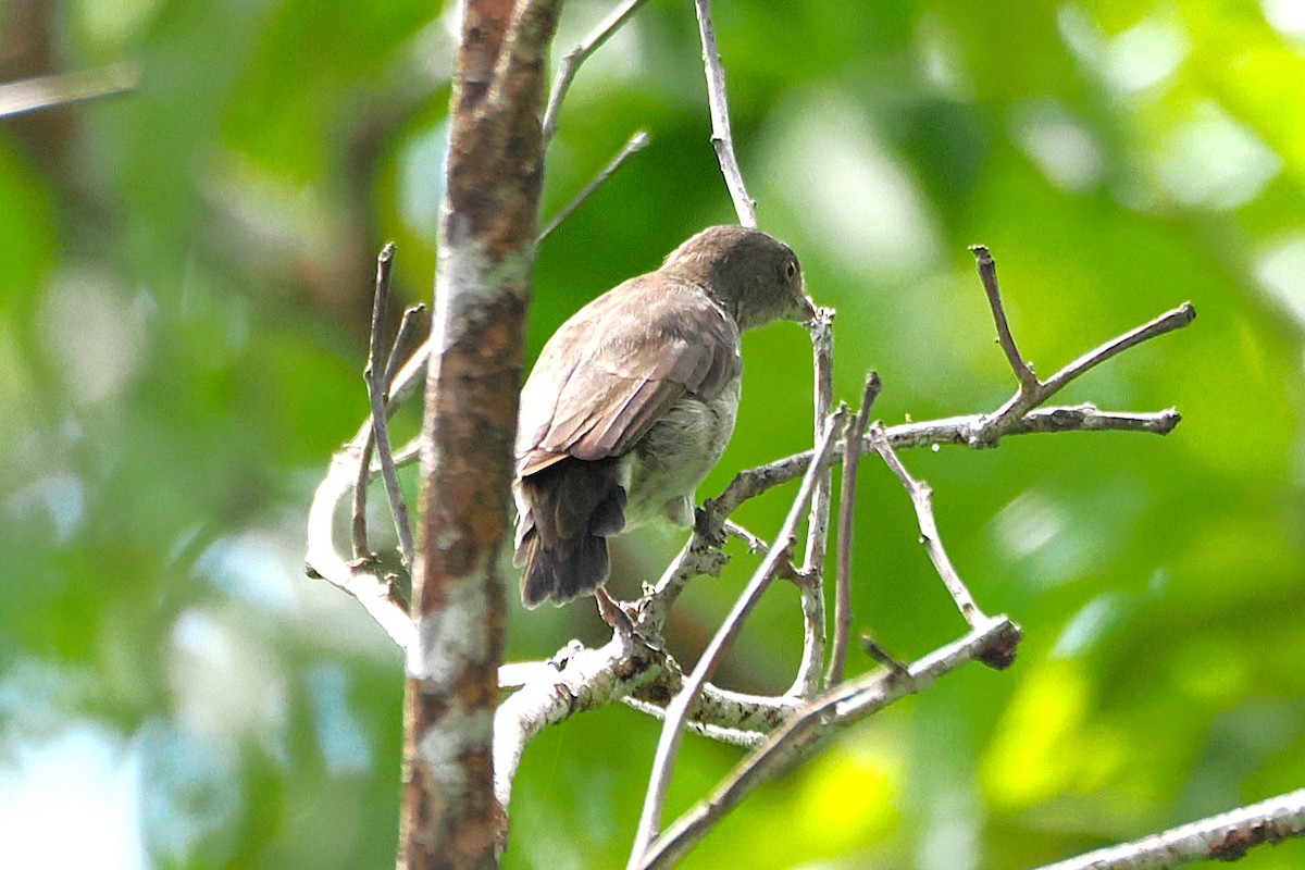 Brown-backed Flowerpecker - ML645884090
