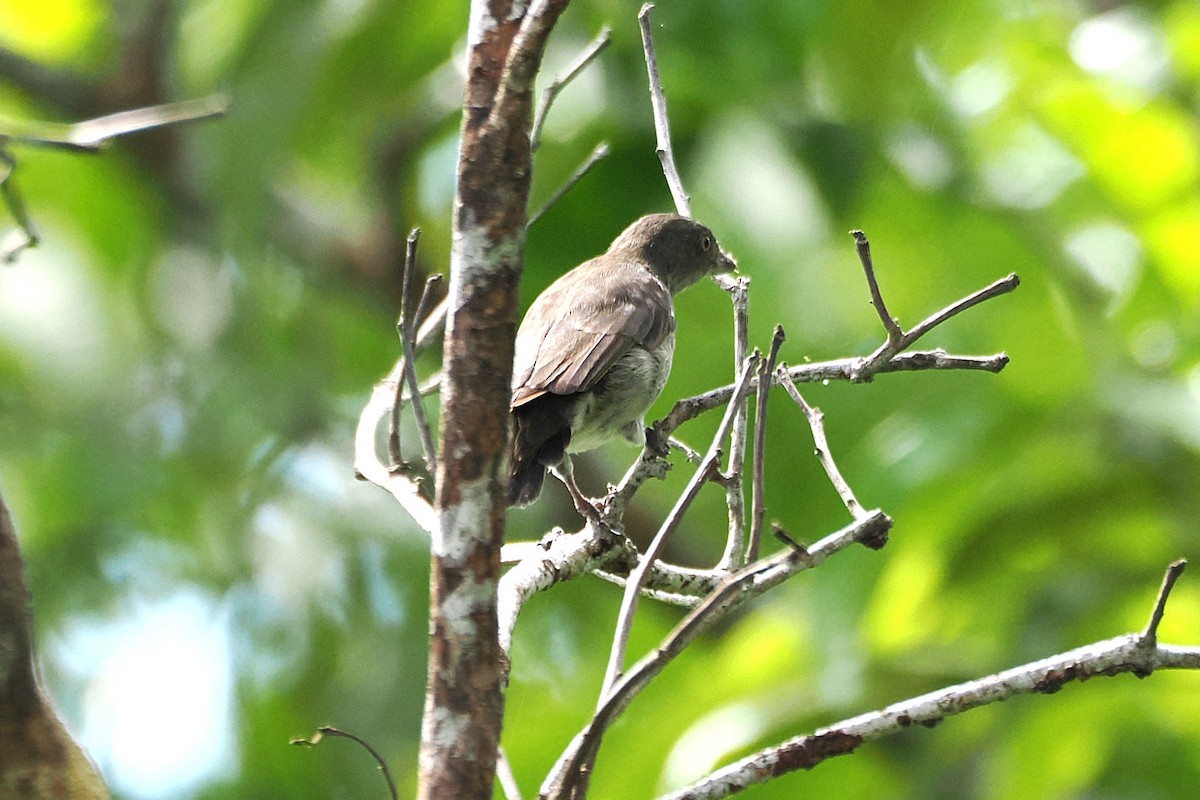 Brown-backed Flowerpecker - ML645884091