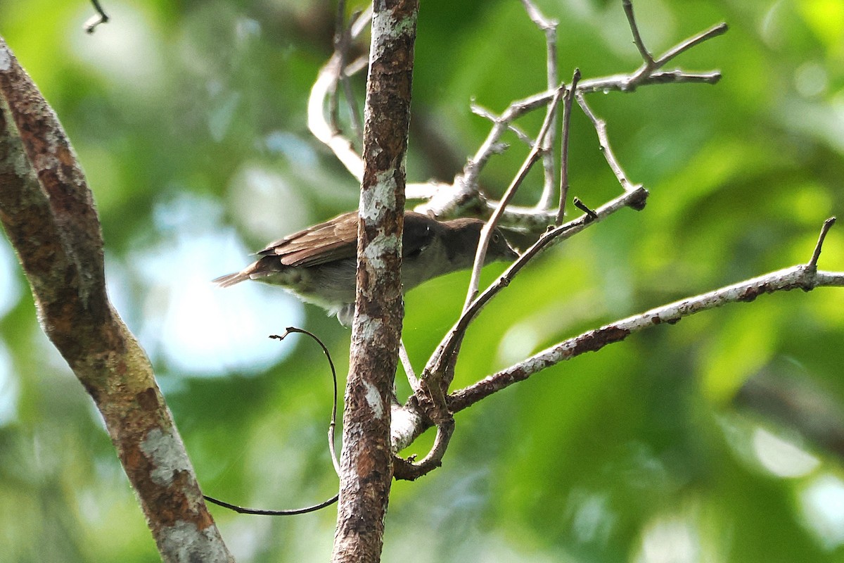 Brown-backed Flowerpecker - ML645884092