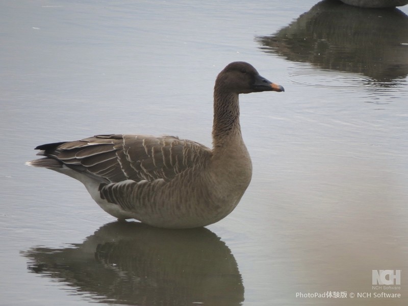 Taiga Bean-Goose - ML645884093