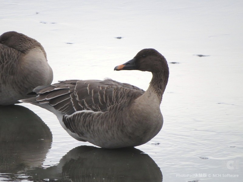 Taiga Bean-Goose - ML645884095