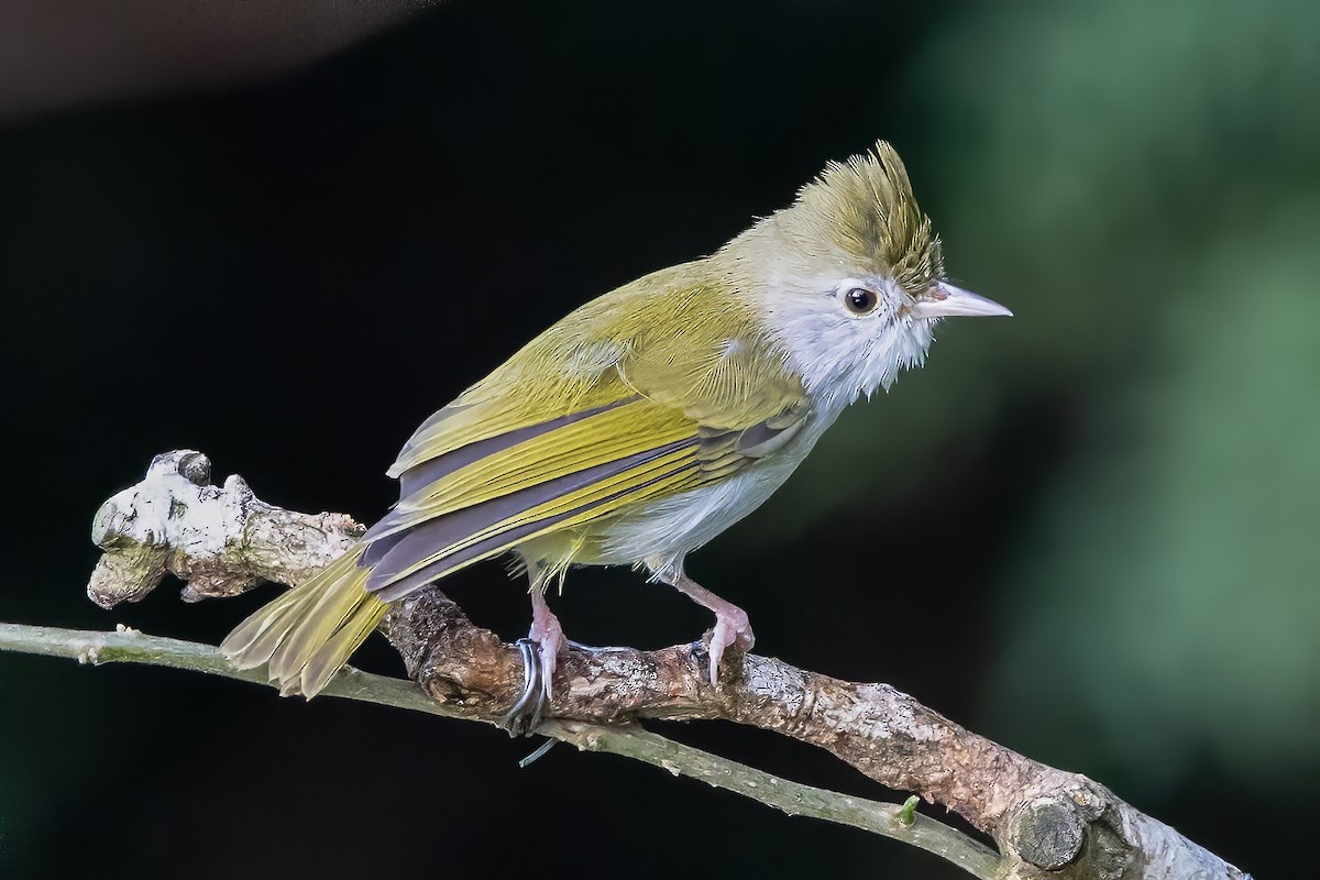 Haubenvireo - ML645884097