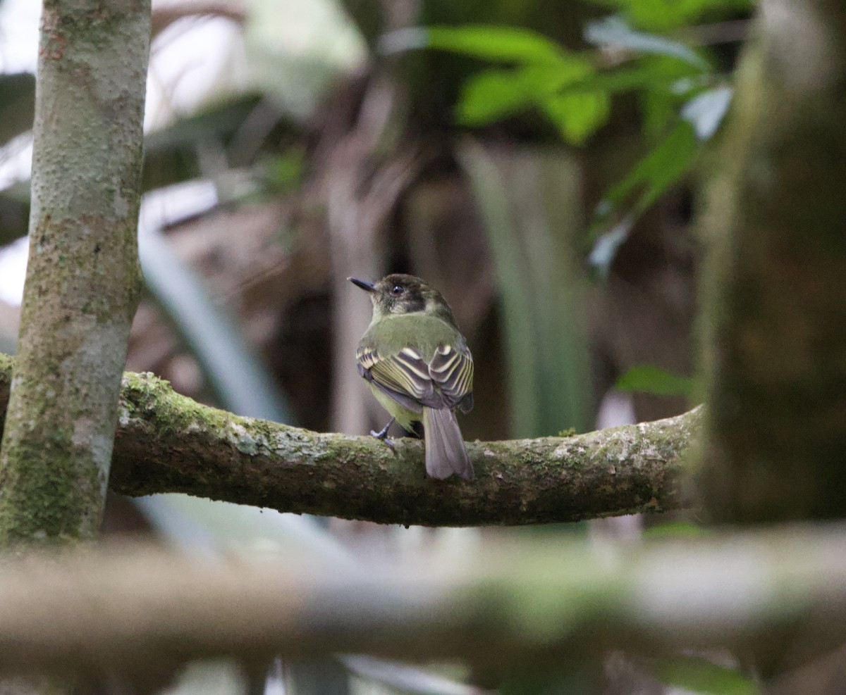 Braunkappen-Laubtyrann - ML645884098