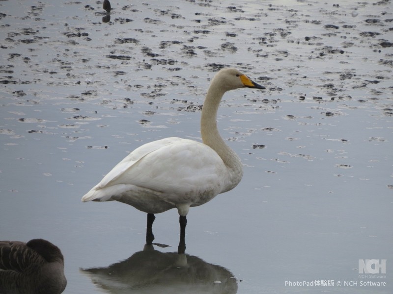 Whooper Swan - ML645884099