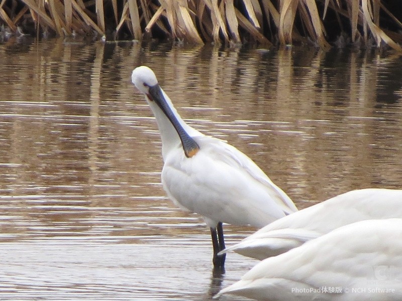 Eurasian Spoonbill - ML645884100