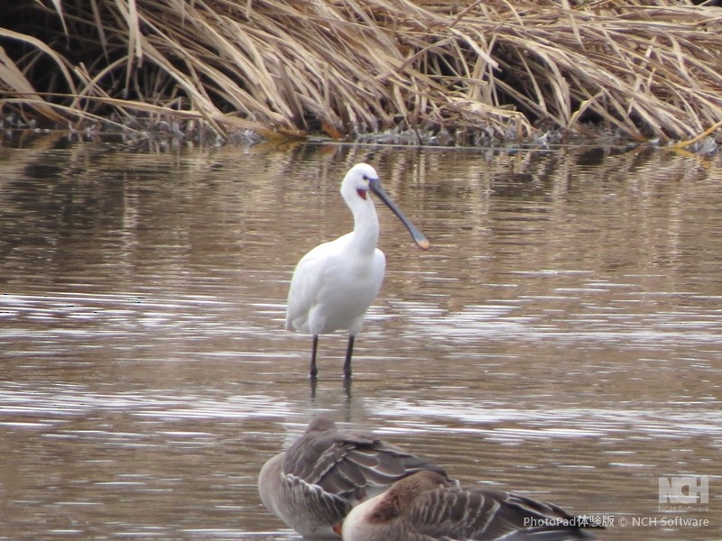 Eurasian Spoonbill - ML645884102