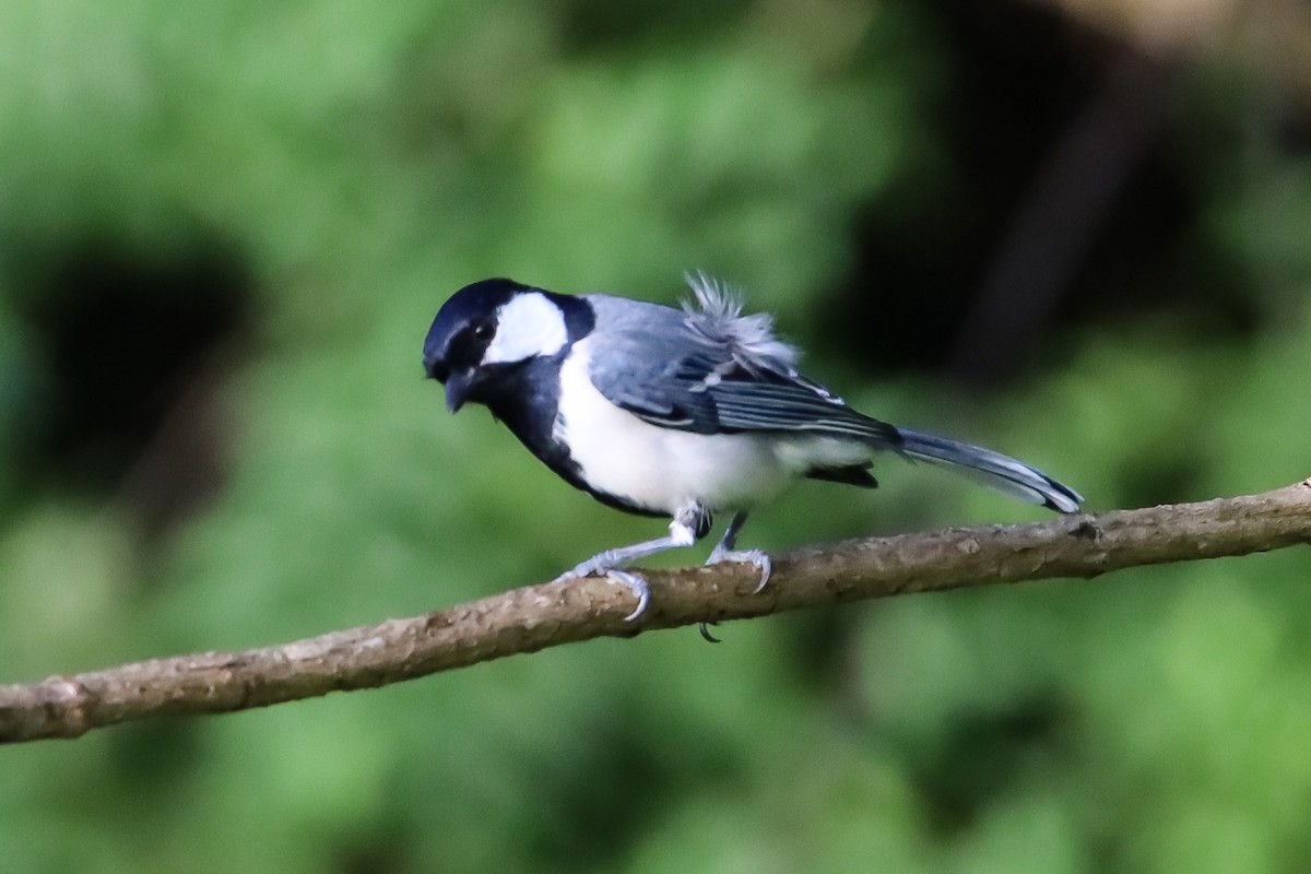 Asian Tit (Cinereous) - ML645884104