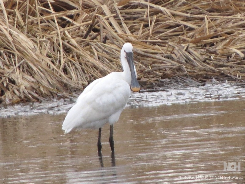 Eurasian Spoonbill - ML645884105