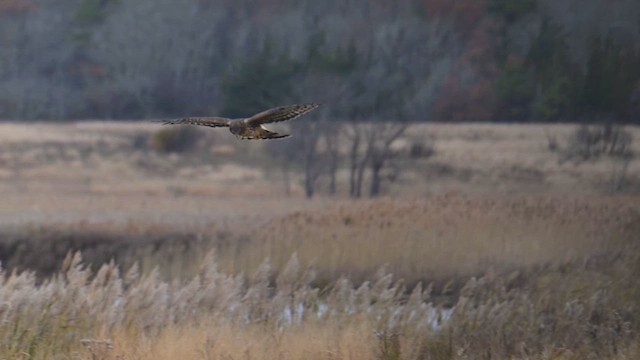 Northern Harrier - ML645884116