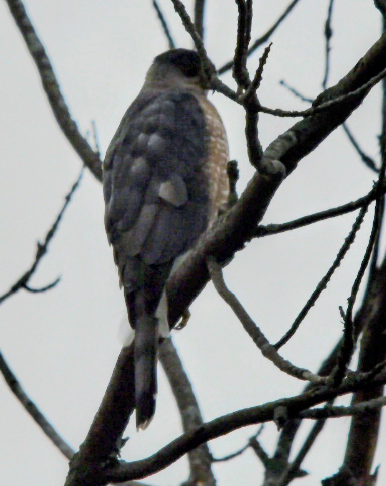 jestřáb americký - ML645884123