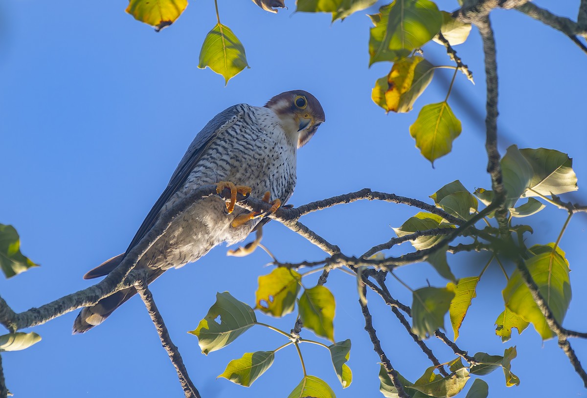 Red-necked Falcon - ML645884127