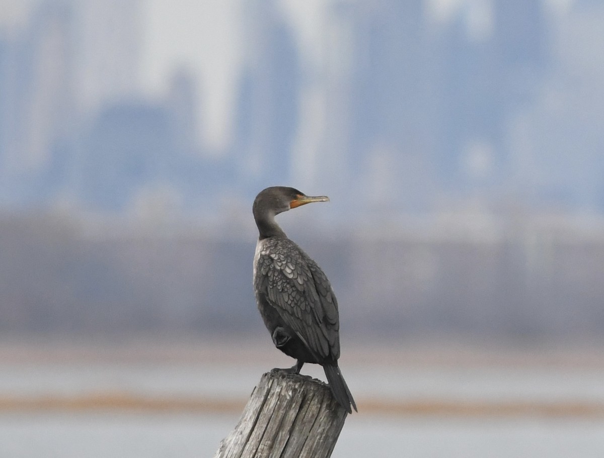 Double-crested Cormorant - ML645884128