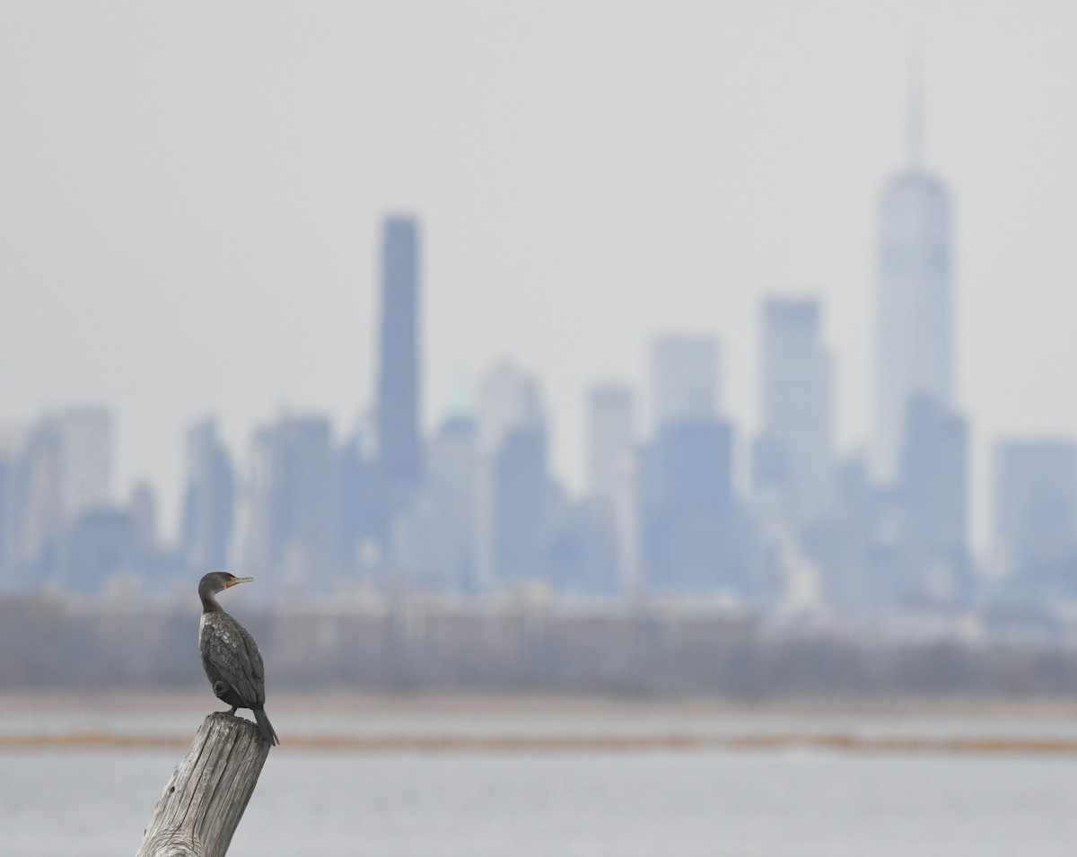 Double-crested Cormorant - ML645884144