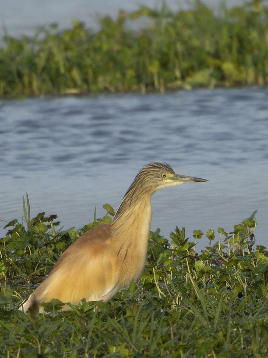 Sgarza ciuffetto - ML645884147