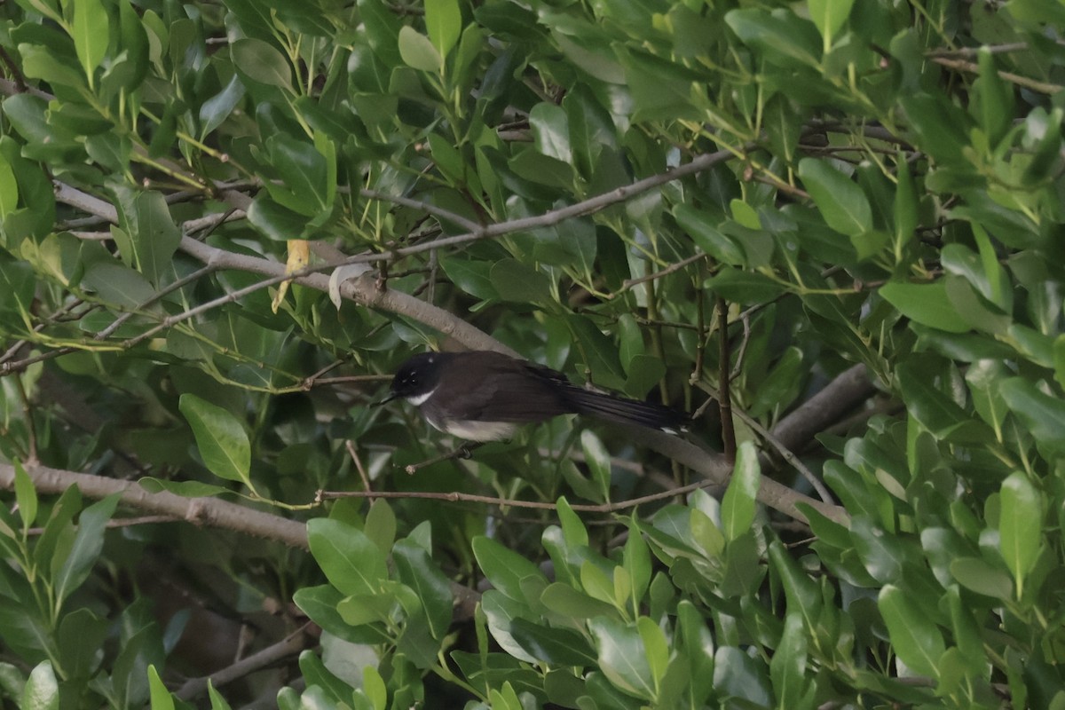 Malaysian Pied-Fantail - ML645884148