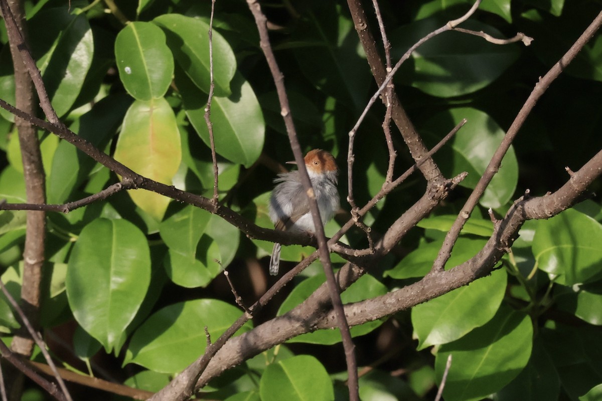 Ashy Tailorbird - ML645884150