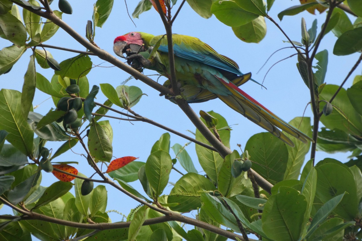 Great Green Macaw - ML645884151