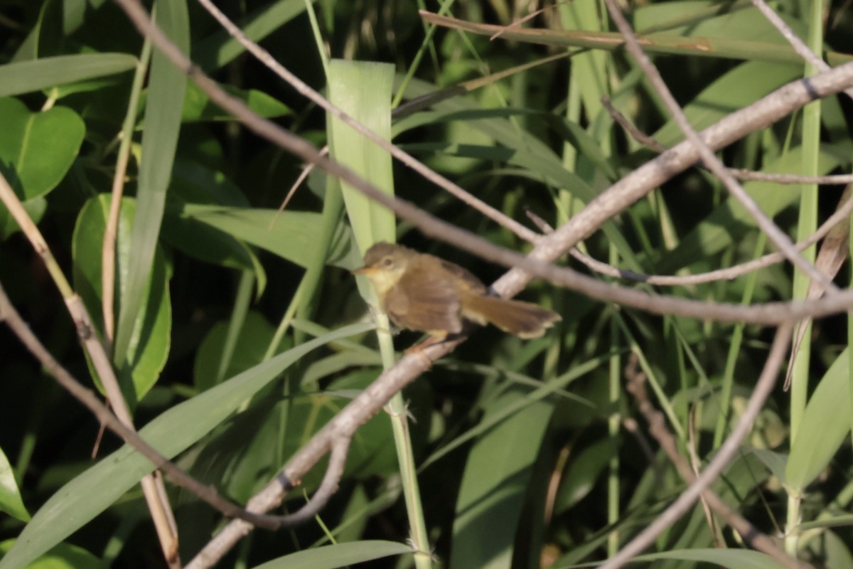 Yellow-bellied Prinia - ML645884152