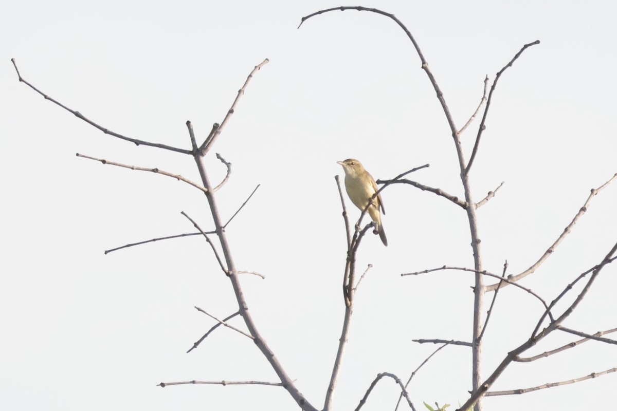Oriental Reed Warbler - ML645884160