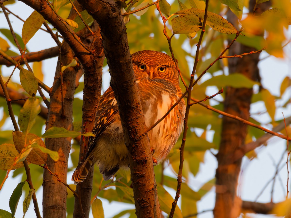 Asian Barred Owlet - ML645884163