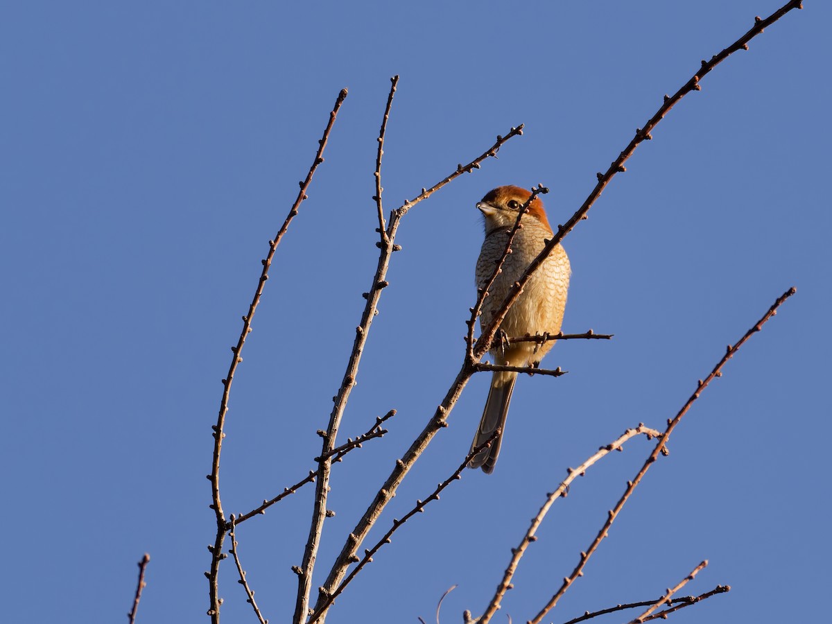 Bull-headed Shrike - ML645884165