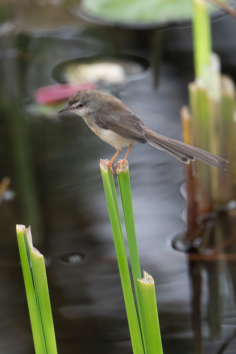 Plain Prinia - ML645884166