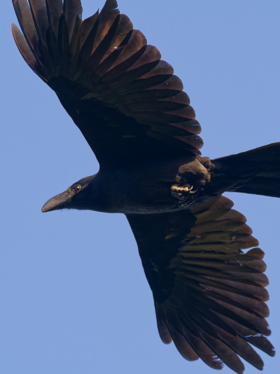 Large-billed Crow - ML645884168