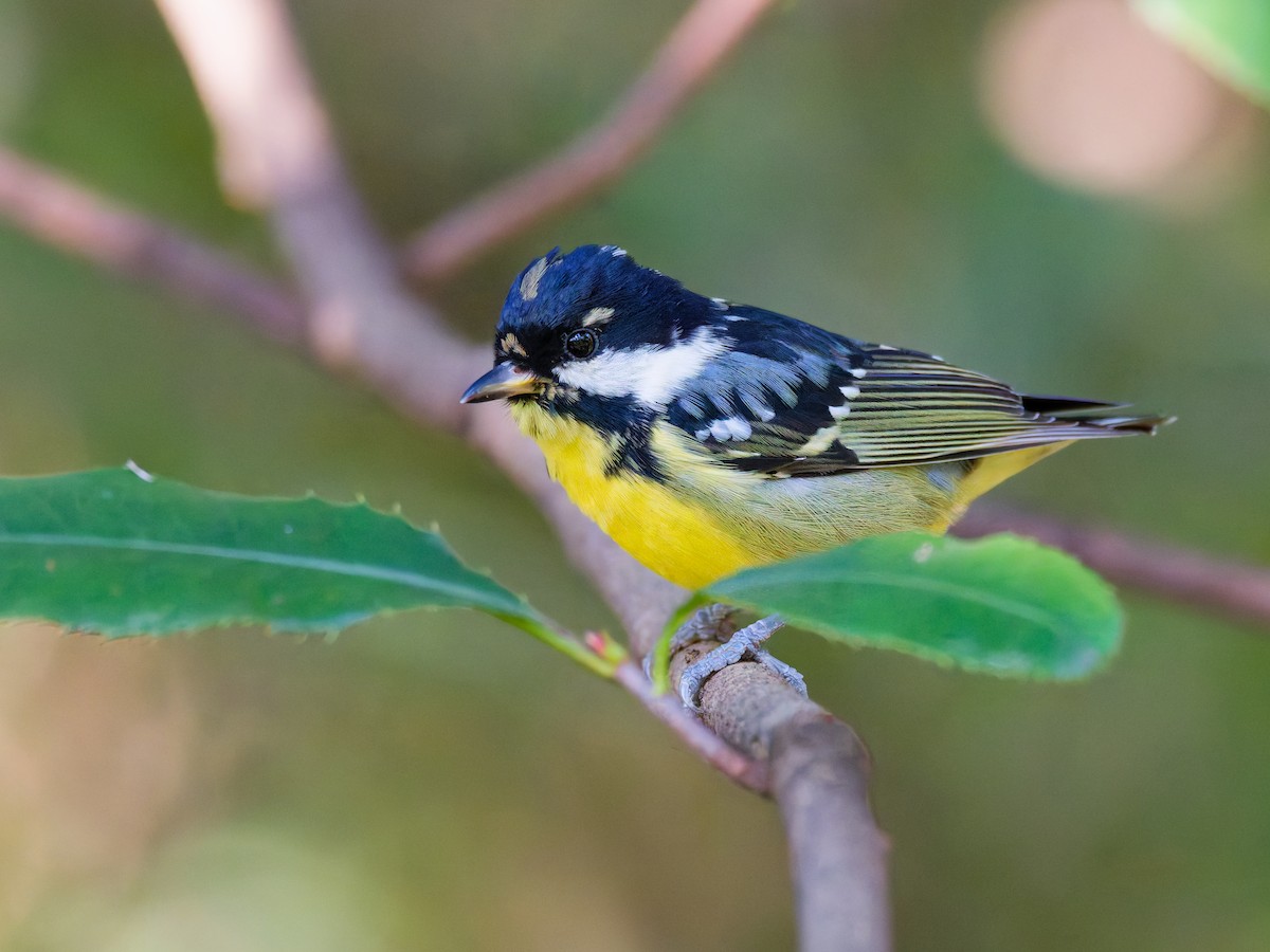 Yellow-bellied Tit - ML645884172