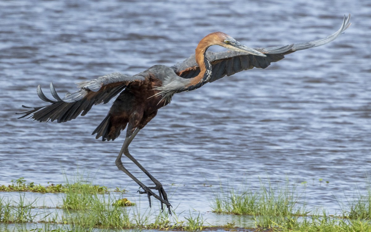Goliath Heron - ML645884173