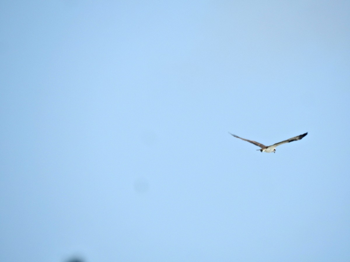 Osprey - ML645884174