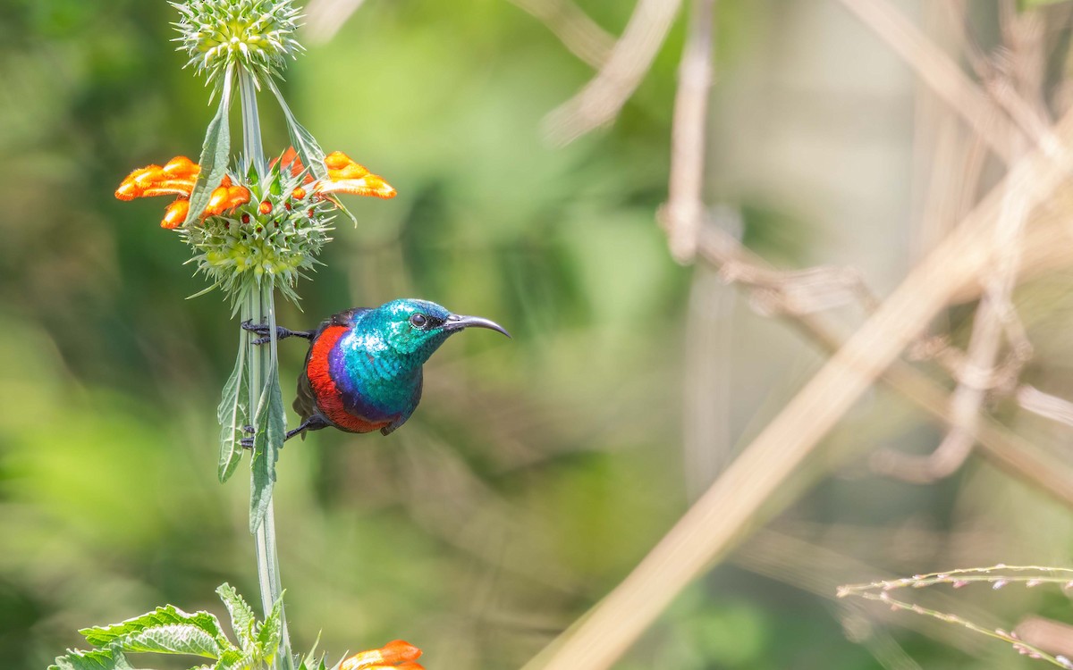 Scarlet-chested Sunbird - ML645884175