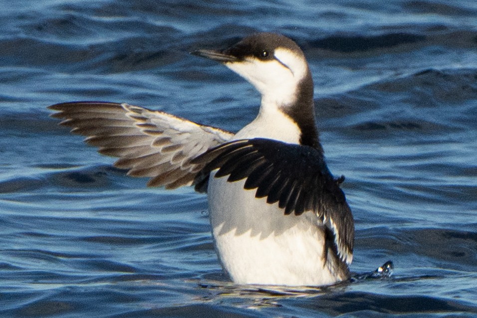Common Murre - ML645884178