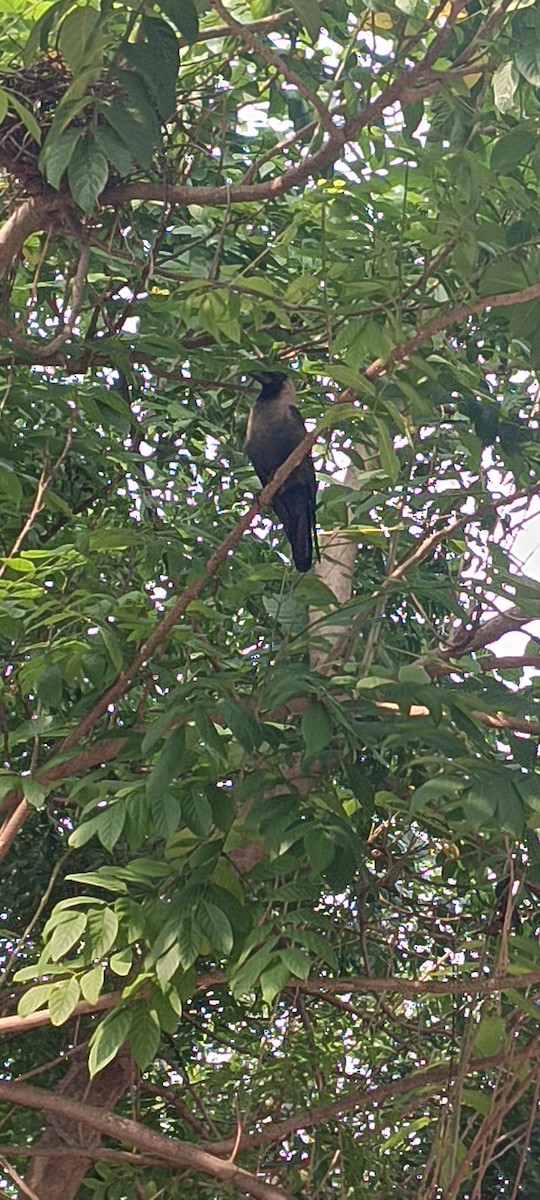 House Crow - ML645884180